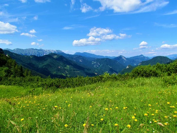 斯洛文尼亚Gorenjska地区Jezersko上方的群山景观 前面是一片布满美丽黄花的山地草地 — 图库照片