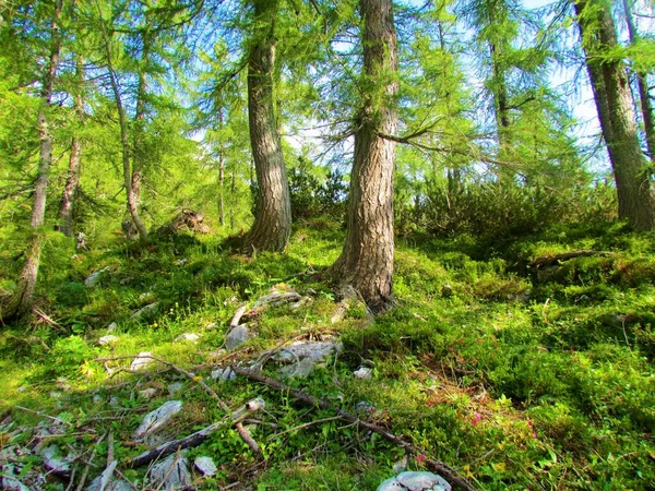 Strahlend Sonnenbeschienene Lärchenwälder Larix Decidua Oberhalb Von Pokljuka Triglav Nationalpark — Stockfoto