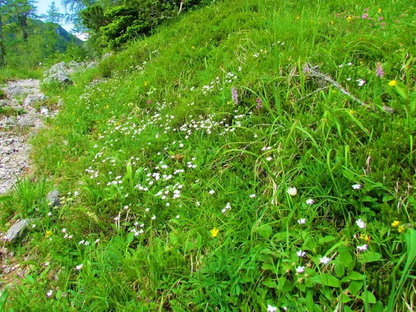 Weiße Alpine Zigeunerblume Gypsophila Repens Wächst Auf Einer Bergwiese Rande — Stockfoto