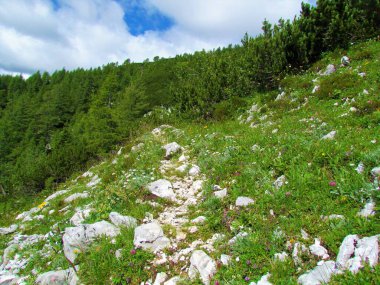 Slovenya 'da Pokljuka' nın yukarısında büyüyen gümüş kirişli (Achillea clavennae) çam tarlasına doğru uzanan kayalık bir yol.
