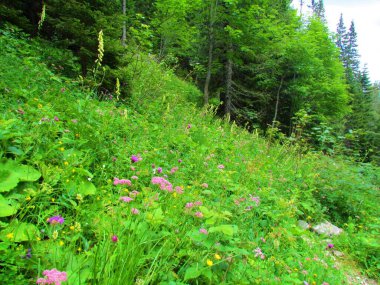Slovenya 'daki Triglav milli parkında, Heracleum austriacum, kahverengi knapweed (Centaurea jacea) ve Kuzey kurt felaketi (Aconitum lamarckii) gibi pembe ve mor çiçeklerle çiçek açan alp çayırları.