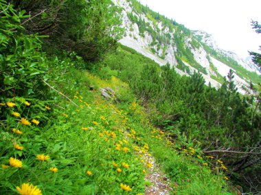 Çoğunlukla kayalık bir yamaçta açan sarı çiçekler ve Slovenya 'da sürünen bir çam ağacı.