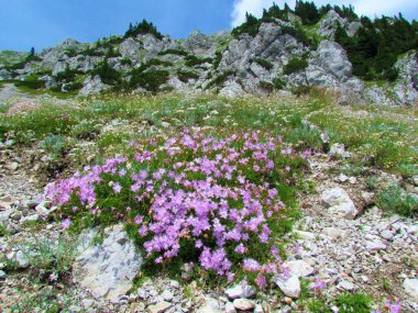 Slovenya 'nın Gorenjska bölgesindeki Karavanke Dağları' nda kayalık bir dağlık yamaçta yetişen pembe çiçekli Dianthus sternbergii tarlası.