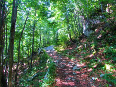 Slovenya 'nın Triglav milli parkındaki Komna' ya giden ekip halinde yaprak döken bir kayın ormanına giden geniş bir yol.