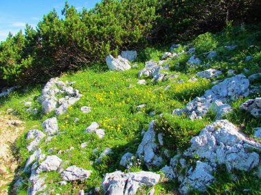 Güneş, çiçekleri çevreleyen kayalar ve sürünen çam (Pinus mugo) ile birlikte sarı çiçekli sıradan kaya gül (Helianthemum nummularium) yaktı
