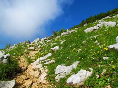 Dağ çayırı kayalar ve sarı çiçekli sıradan kaya gülleriyle kaplıdır (Helianthemum nummularium)