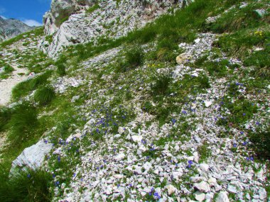Slovenya 'nın Triglav ulusal parkında mavi yapraklı çan çiçeği (Campanula cochleariifolia) ve sarı alp kayası gülüne (Helianthemum alpestre) sahip Alp kayası bahçesi