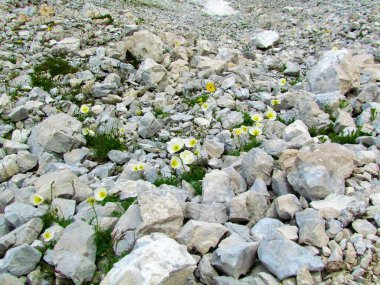 Triglav ulusal parkında ve Julian Alps, Slovenya 'da kayalık bir arazide büyüyen beyaz alp veya cüce gelincik (Papaver alpinum) çiçekleri