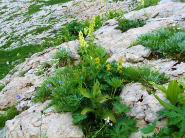 Kuzey Kurtboğanı (Aconitum lamarckii), Triglav Göl Vadisi 'ndeki Alp Yaban Bahçesi' nde sarı delikler (Hypericum perforatum), kulak yaprağı çıngırağı (Campanula cochleariifolia)