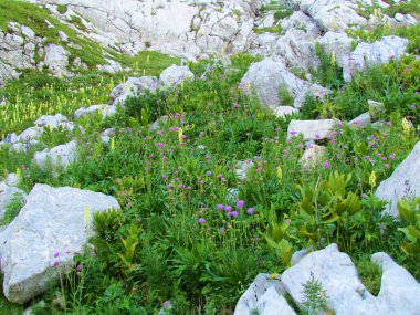 Triglav ulusal parkında ve Slovenya 'daki Julian Alpleri' nde kayalarla dolu arazide büyüyen pembe iğnelik ya da iğneleyici (Scabiosa) kır çiçekleri