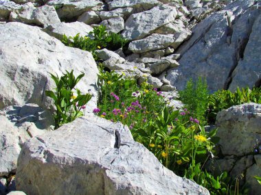 Triglav Ulusal Parkı ve Julian Alpleri 'ndeki kayaların arasında büyüyen Alp yaban bahçesi, Slovenya sarı leopar felaketi (Doronicum grandiflorum) ve pembe soğanlar (Allium schoenoprasum)