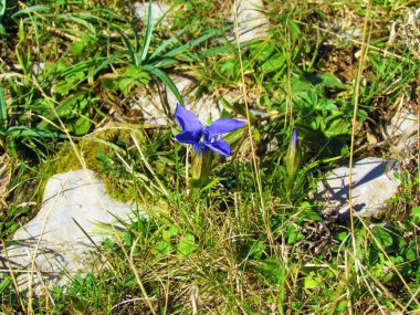 Gentianella ciliata (Gentianella ciliata))