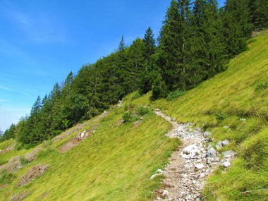 Slovenya 'da Kriska Gora' nın altında dik bir yamaçtan geçen patika, ladin ormanına çıkıyor.