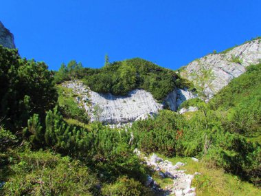Triglav Ulusal Parkı 'nda ve Slovenya' da Julian Alpleri 'nde büyüyen sürünen çam ağacıyla tipik kireçtaşı kaldırım karst oluşumuna sahip dağlık arazi