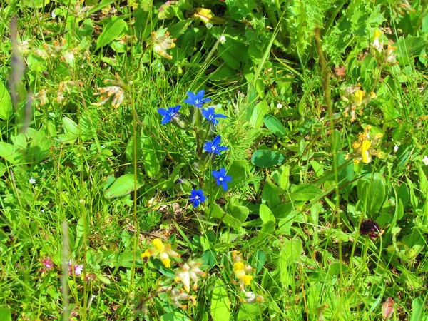 Primer Plano Una Planta Gentiana Utriculosa Floración Azul Familia Las —  Fotos de Stock