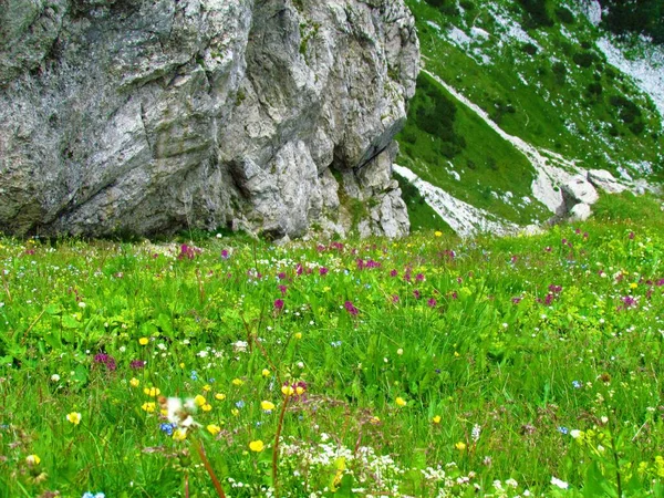 Colorato Prato Alpino Pieno Fiori Viola Gialli Bianchi Fiore Una — Foto Stock