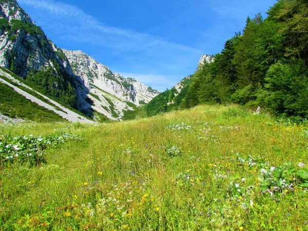 Ljubeljの上の谷はスロベニアのGrenjska地域のZelenicaを通り 背の高い山は草と黄色と白の花で覆われています — ストック写真