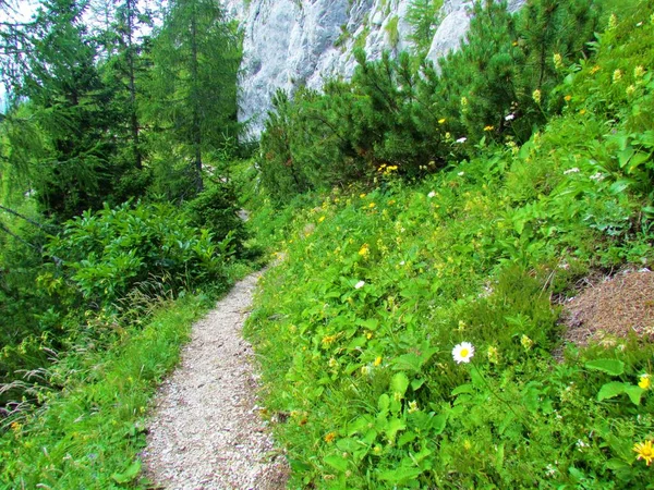 黄色の開花のタカビット レオントドンPyrenaicus の花とスロベニアのカラバンケ山脈の背後にある岩壁でいっぱいの小さな牧草地を通る歩道 — ストック写真