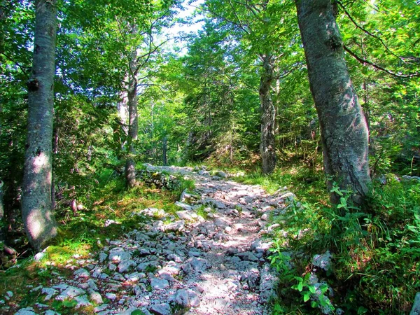 Large Sentier Menant Travers Une Forêt Hêtres Vers Komna Slovénie — Photo