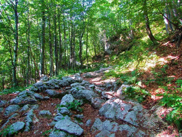 铺满大石头的泥泞小径穿过山毛榉森林 通向斯洛文尼亚的科姆纳 阳光透过树冠闪耀 — 图库照片
