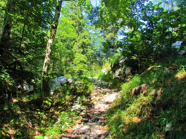 Путь Ведущий Через Буковые Еловые Леса Словении Солнечным Светом Сияющим — стоковое фото