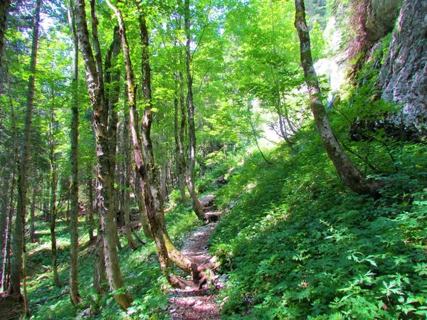 Chemin Menant Travers Une Érablière Sycomore Dans Vallée Sept Lacs — Photo