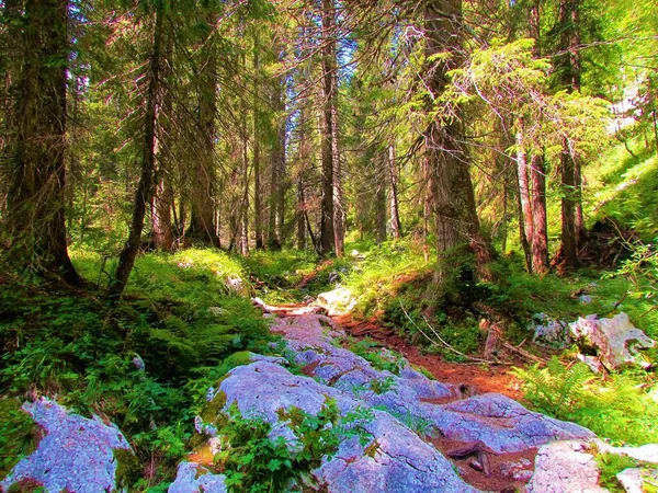 Schotterpfad Mit Großen Felsen Der Durch Einen Fichtenwald Tal Der — Stockfoto