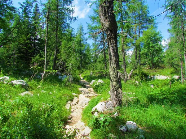 Steinweg Der Durch Eine Saftige Mit Lärchen Bewachsene Bergwiese Tal — Stockfoto