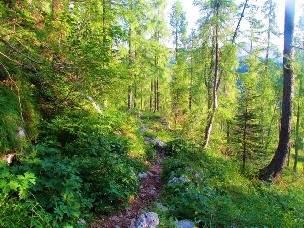 特里格拉夫国家公园的落叶松林和斯洛文尼亚的朱利叶阿尔卑斯山 茂密的生长着的植被和清晨的阳光穿过树冠 — 图库照片
