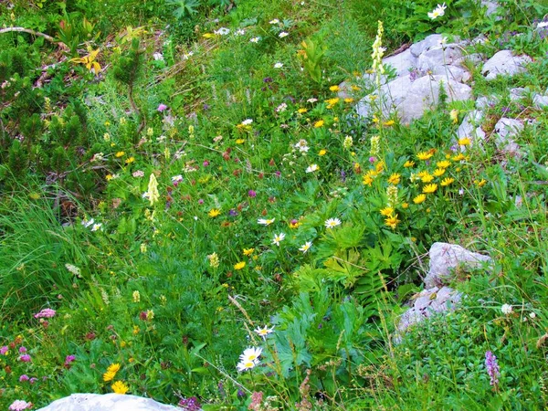 Blooming Mountain Garden Wildflowers Triglav National Park Julian Alps Slovenia — Stock Photo, Image