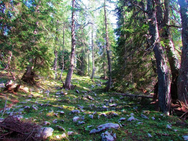 Floresta Larício Abeto Acima Pokljuka Eslovênia Com Chão Floresta Coberto — Fotografia de Stock