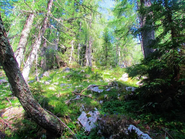斯洛文尼亚Pokljuka上方的落叶松和云杉林 阳光照射在森林的一个小空地上 岩石覆盖在地面上 — 图库照片