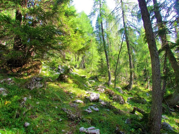 Mélèze Montagne Lumineux Forêt Épinettes Dessus Pokljuka Slovénie Avec Sol — Photo