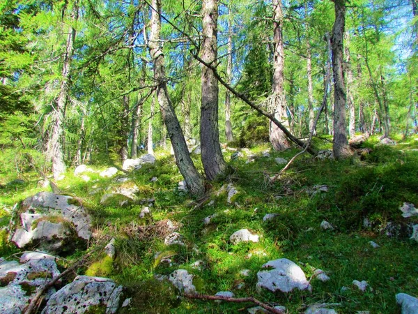 斯洛文尼亚Triglav国家公园Pokljuka上方的落叶松和云杉森林 森林地面覆盖着青草和岩石 阳光照射在树冠上 — 图库照片