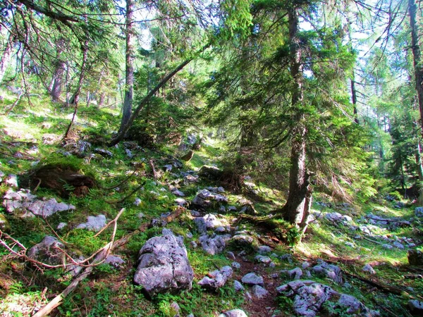 穿过斯洛文尼亚Pokljuka上方高山落叶松和云杉林的小径 地面布满了岩石和草 — 图库照片