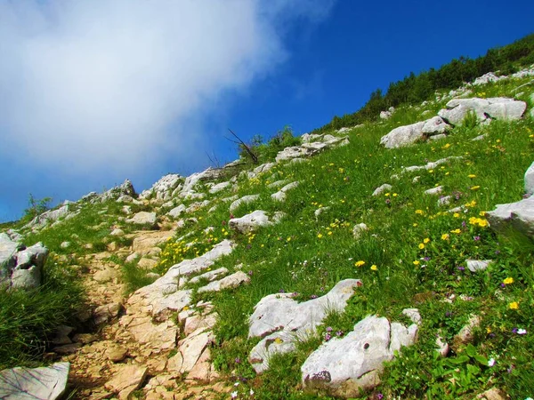 Pradera Montaña Cubierta Rocas Flores Rosas Roca Común Floración Amarilla —  Fotos de Stock