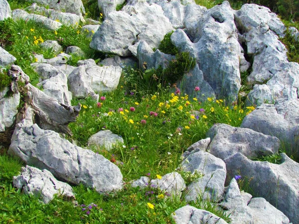 Pequeño Jardín Rocas Floreciendo Con Rosa Común Amarilla Helianthemum Nummularium —  Fotos de Stock