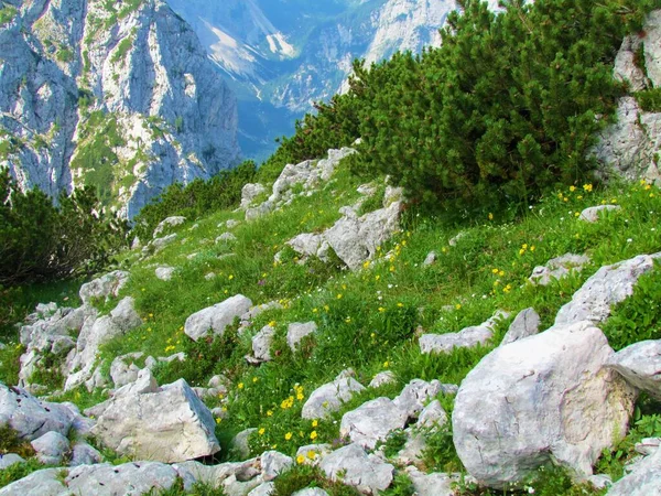 Pequeño Prado Montaña Debajo Debela Pec Parque Nacional Triglav Eslovenia — Foto de Stock