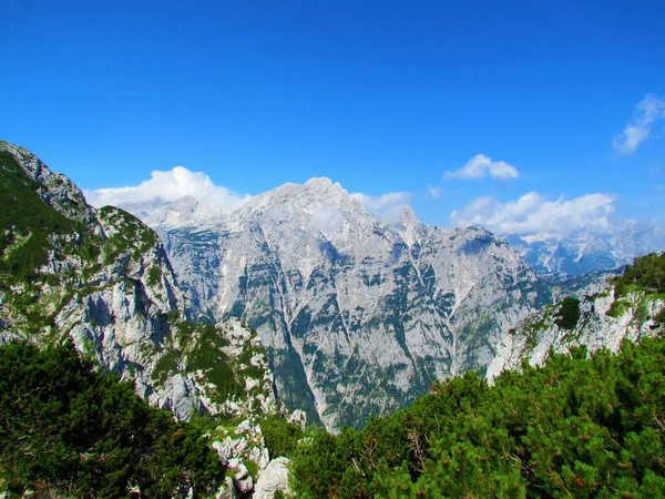 スロベニアのGrenjska地域のTriglav国立公園の山Rjavinaの風景澄んだ青い空と忍び寄る松 Pinus Mugo — ストック写真