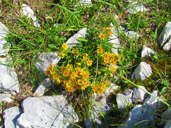 Close Yellow Orange Blooming Yellow Mountain Saxifrage Saxifraga Aizoides Growing — Stock Photo, Image