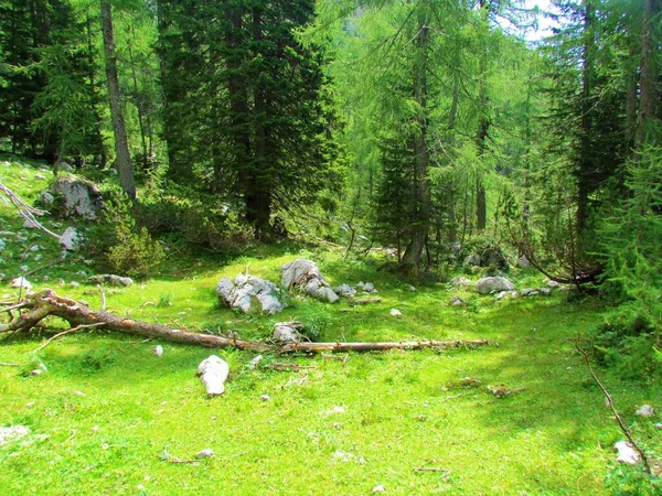 靠近特里格拉夫国家公园Polkljuka的Lipanca森林和斯洛文尼亚的Julian Alps的云杉 Picea Abies 和落叶松 Larix Decidua 森林中覆盖着草和岩石的小空地 — 图库照片