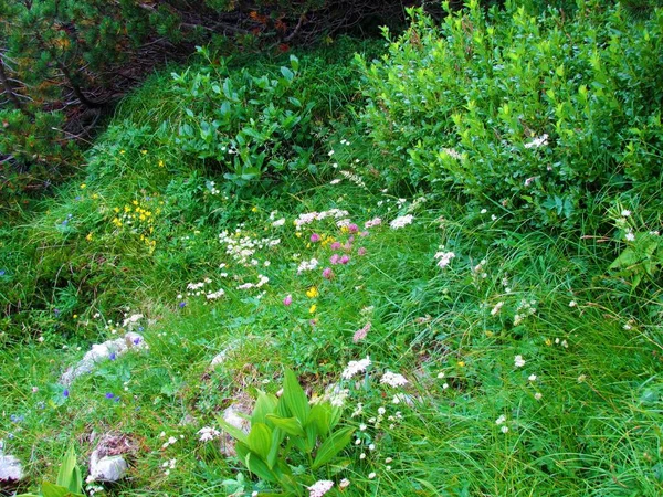 斯洛文尼亚五彩缤纷的黄花高山岩石蔷薇园 Helianthemum Alpestre 白色大麦芽 Astrantia Major 红色三叶草 Trifolium Pratense — 图库照片