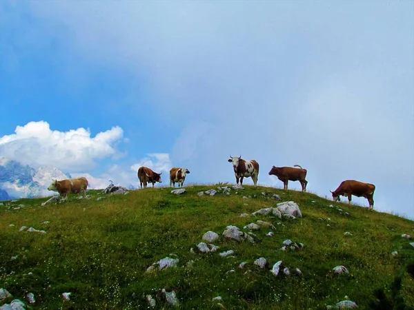 在Kamnik Savinja阿尔卑斯山 斯洛文尼亚 的Kompotela山顶上成群的奶牛 天空中布满了云彩 — 图库照片