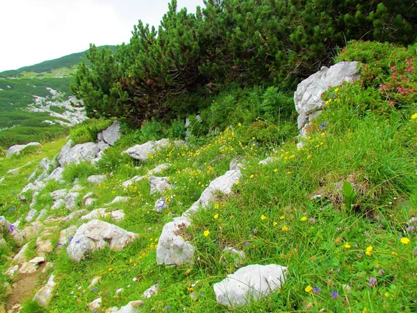 Rock covered alpine meadow full of yellow blooming alpine rock rose (Helianthemum alpestre) and other purple and white wildflowers in Kamnik-Savinja alps, Slovenia