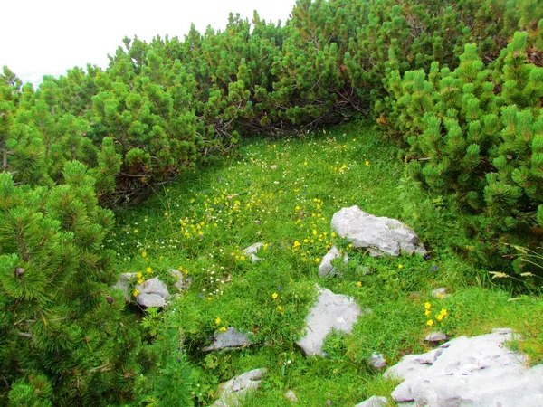 Grasveld Omgeven Door Kruipende Dennen Pinus Mugo Met Een Aantal — Stockfoto