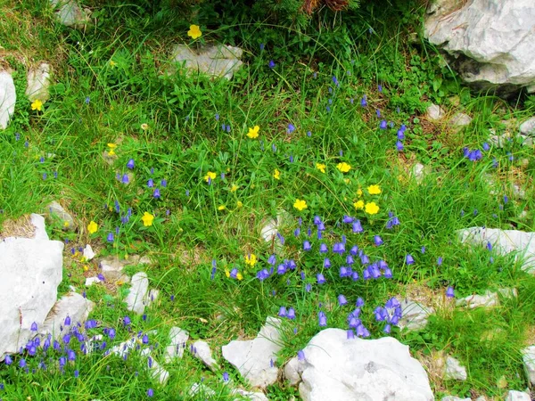 Garten Gelb Blühender Alpensteinrose Helianthemum Alpestre Und Lila Ohrblume Campanula — Stockfoto