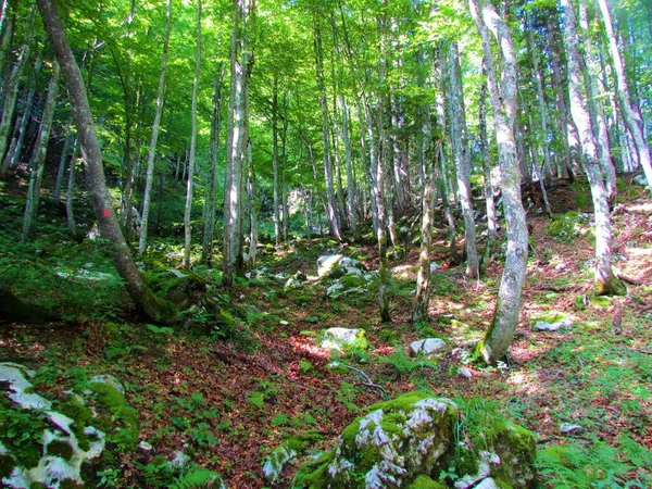 Gemäßigter Laubbuchenwald Slowenien Mit Moosbewachsenen Felsen Die Den Boden Bedecken — Stockfoto