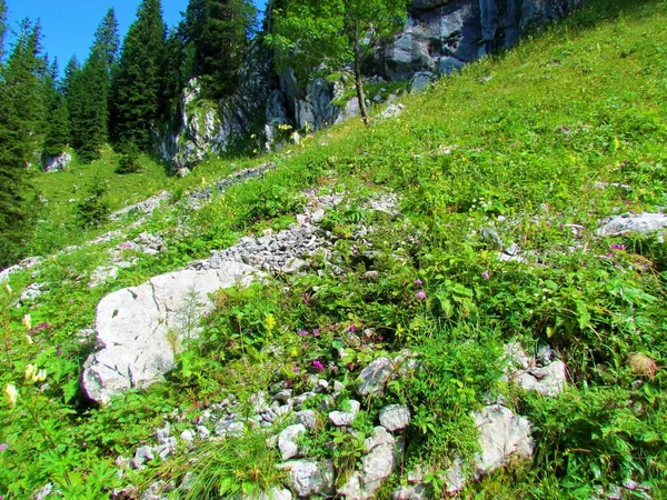 Grasveld Een Steile Helling Boven Planina Jezoro Triglav Nationaal Park — Stockfoto
