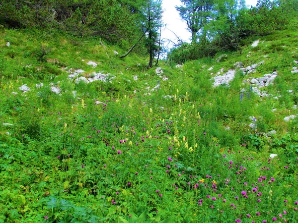 Triglav Ulusal Parkı Julian Alps Slovenya Prehodavci Yolunda Pembe Çiçekli — Stok fotoğraf