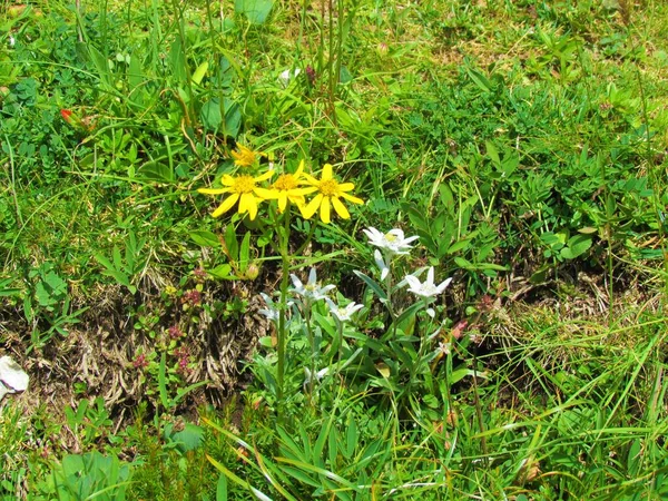 Edelweiss Leontopodium Nivale Flores Con Una Flor Amarilla Ragworts Senecio —  Fotos de Stock